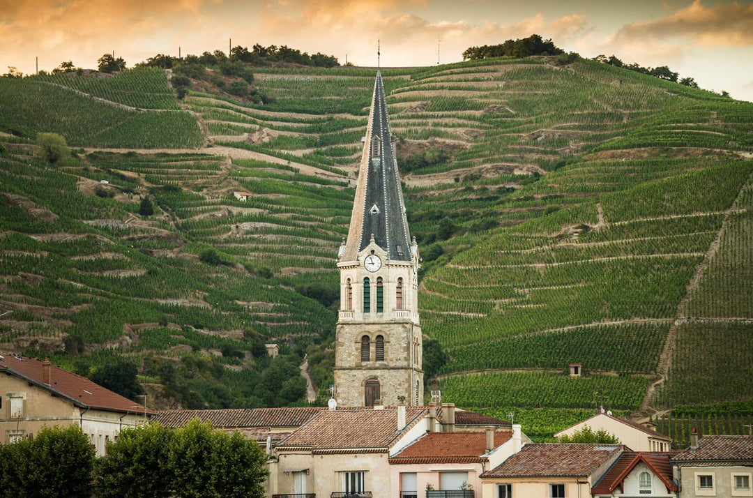 Hermitage Tasting- Rhone Masterclass w/ Michael Acheson