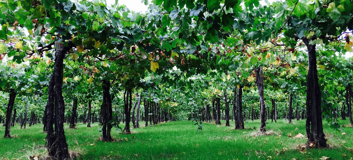 Gems of Abruzzo: Tiberio Single Vineyard Vertical Tasting - Apr 10th @ 6:30pm